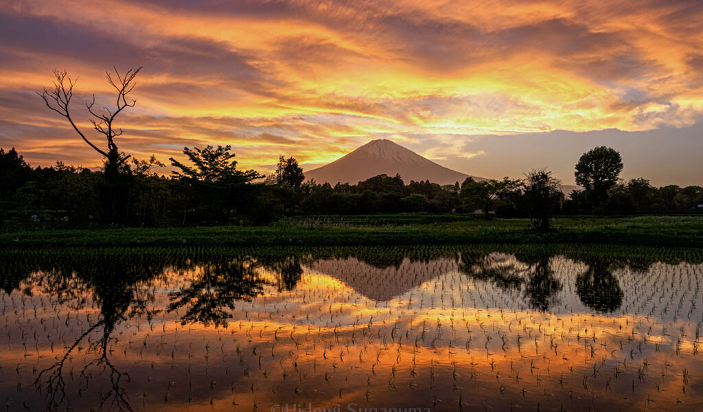 春の田んぼ